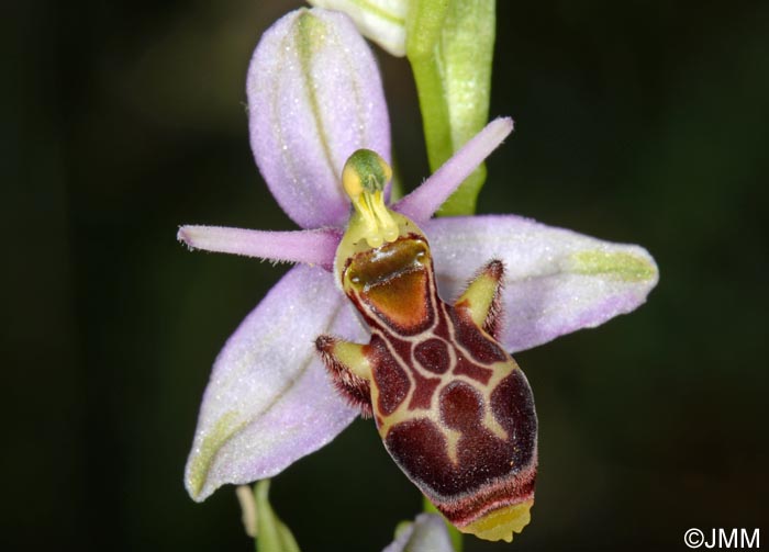 Ophrys picta