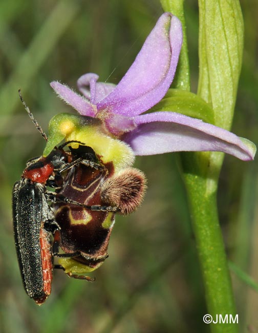 Ophrys picta