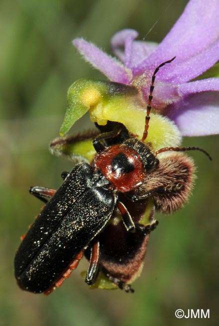 Ophrys picta