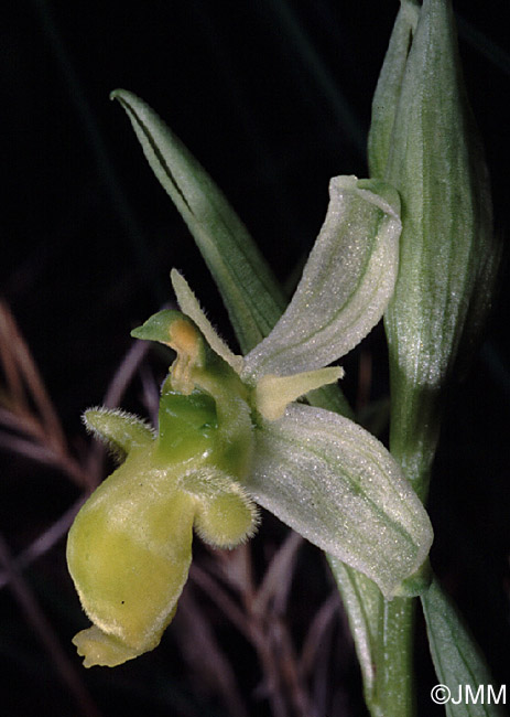 Ophrys picta f. chlorantha