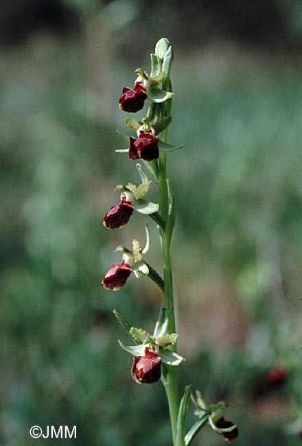 Ophrys provincialis