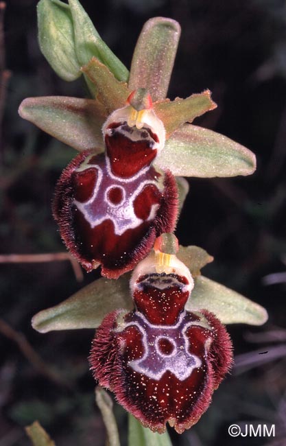 Ophrys provincialis