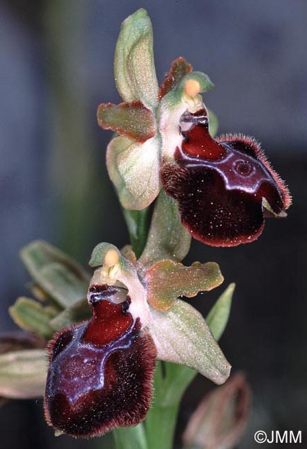 Ophrys provincialis