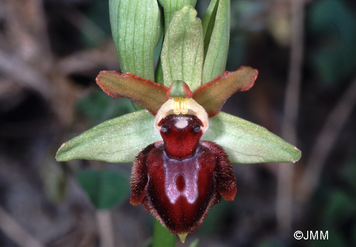 Ophrys provincialis