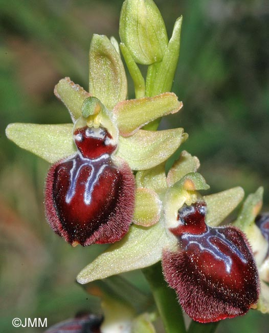 Ophrys provincialis