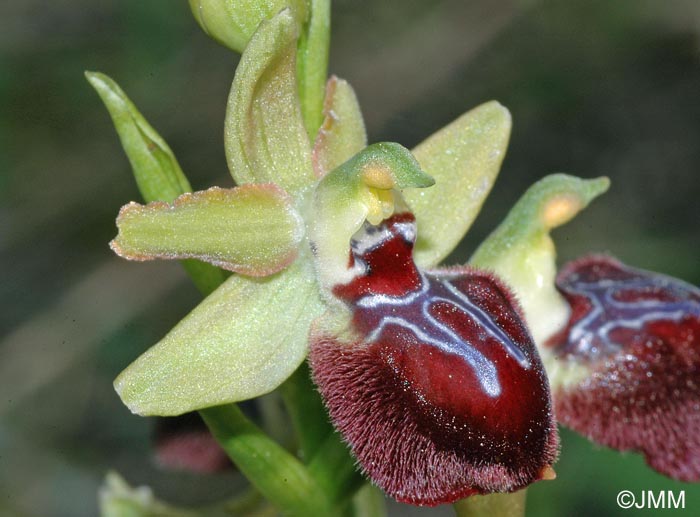 Ophrys provincialis