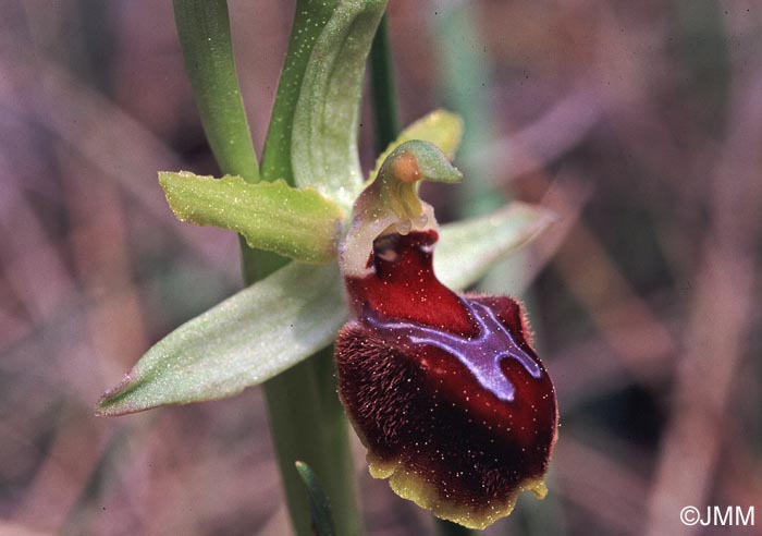 Ophrys provincialis