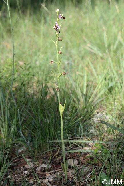 Ophrys quercophila = Ophrys querciphila