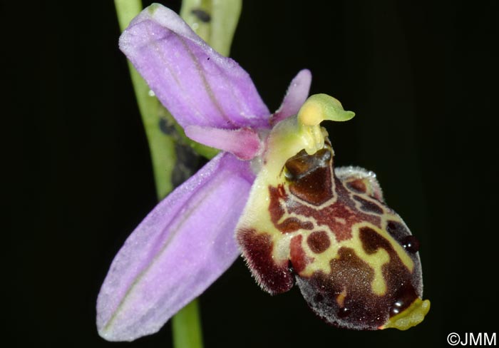 Ophrys quercophila = Ophrys querciphila