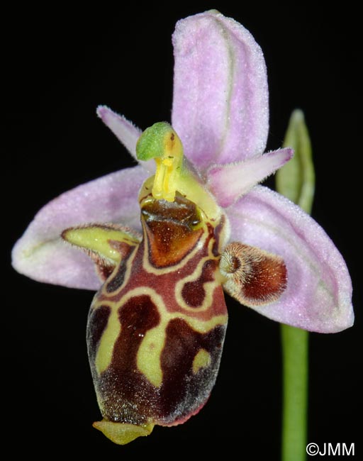 Ophrys quercophila = Ophrys querciphila