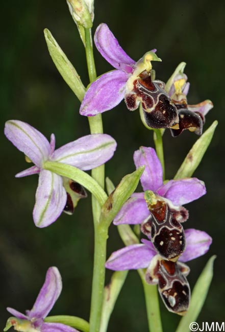 Ophrys quercophila = Ophrys querciphila