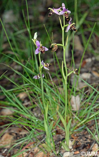 Ophrys quercophila = Ophrys querciphila