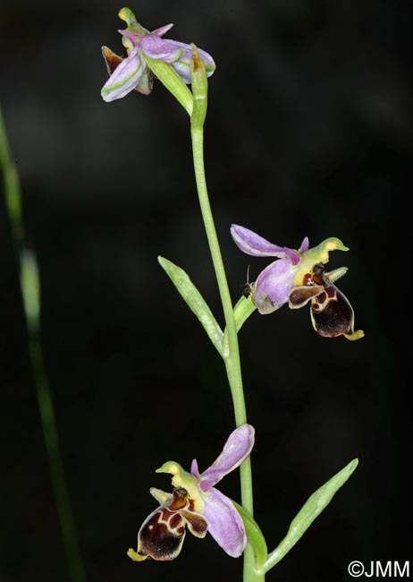 Ophrys quercophila = Ophrys querciphila