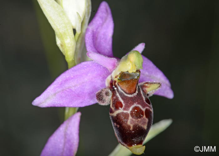 Ophrys quercophila = Ophrys querciphila