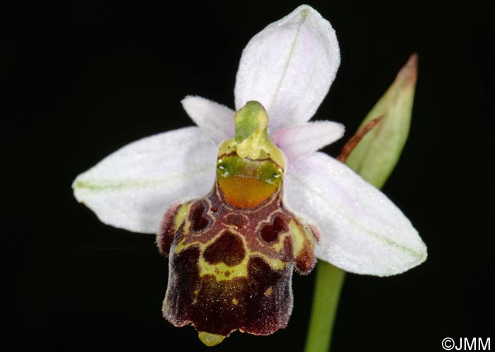 Ophrys quercophila = Ophrys querciphila