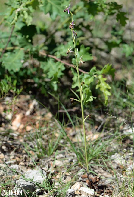 Ophrys quercophila = Ophrys querciphila