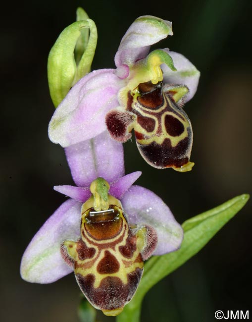 Ophrys quercophila = Ophrys querciphila