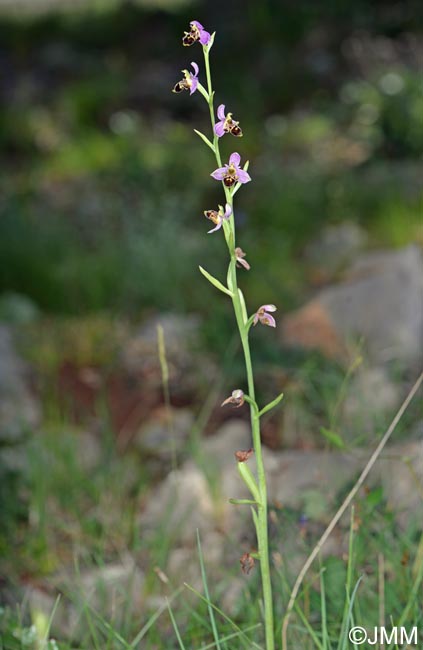 Ophrys quercophila = Ophrys querciphila