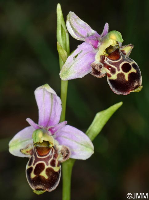 Ophrys quercophila = Ophrys querciphila