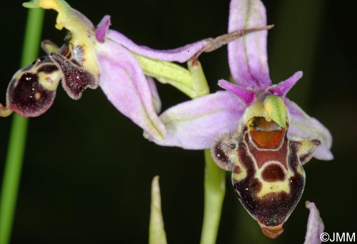 Ophrys quercophila = Ophrys querciphila