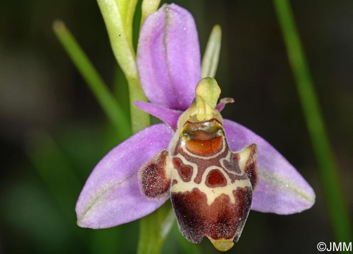 Ophrys quercophila = Ophrys querciphila