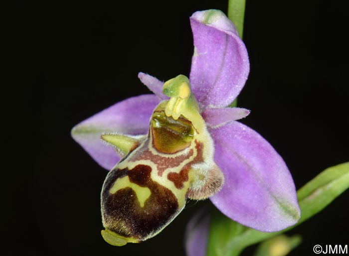 Ophrys quercophila = Ophrys querciphila