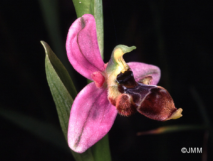 Ophrys santonica