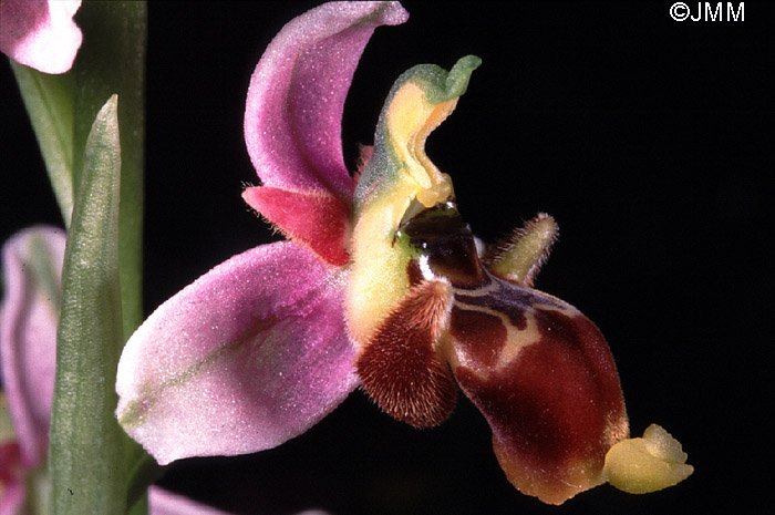 Ophrys santonica