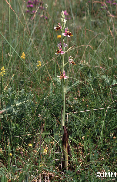 Ophrys santonica