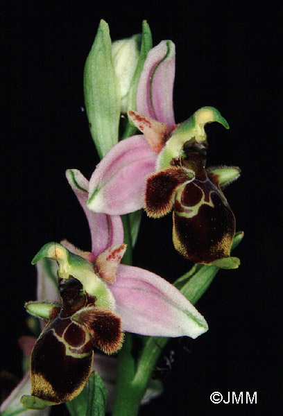 Ophrys santonica