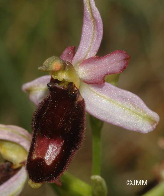 Ophrys saratoi