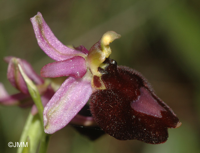 Ophrys saratoi