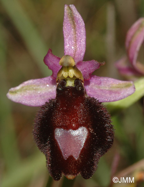 Ophrys saratoi