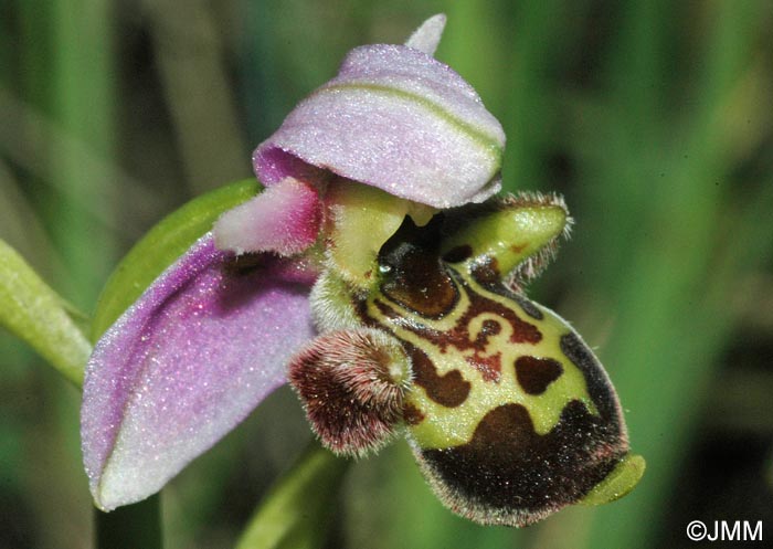 Ophrys scolopax