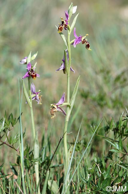 Ophrys scolopax