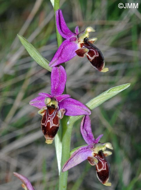 Ophrys scolopax