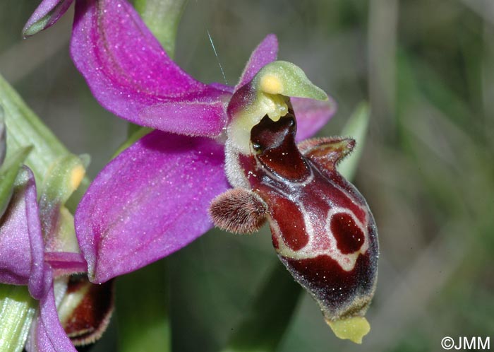 Ophrys scolopax