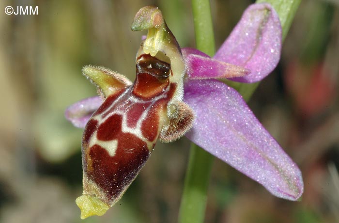 Ophrys scolopax