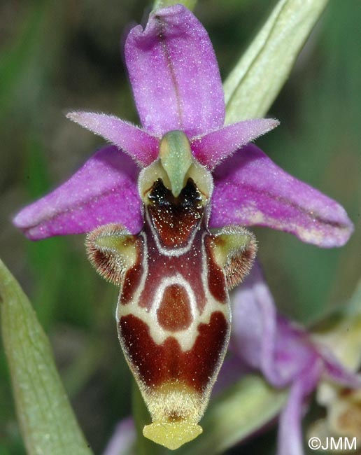 Ophrys scolopax