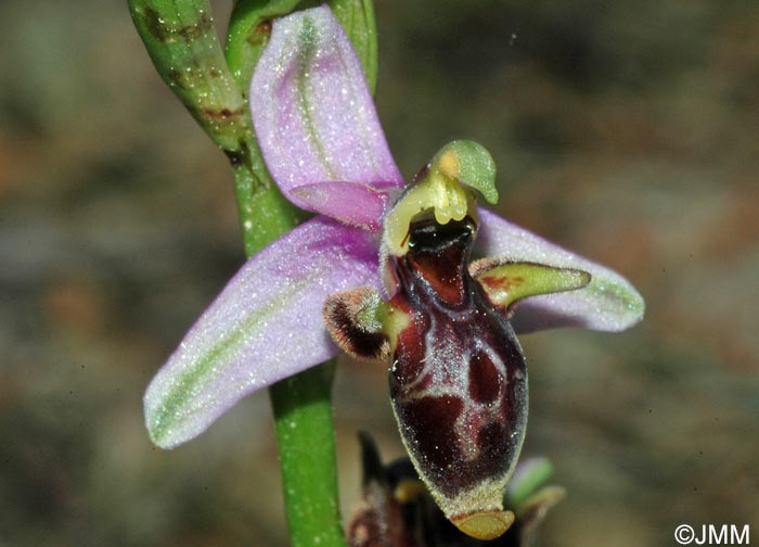 Ophrys scolopax