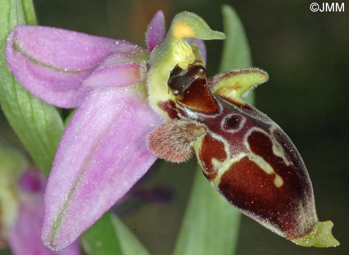 Ophrys scolopax