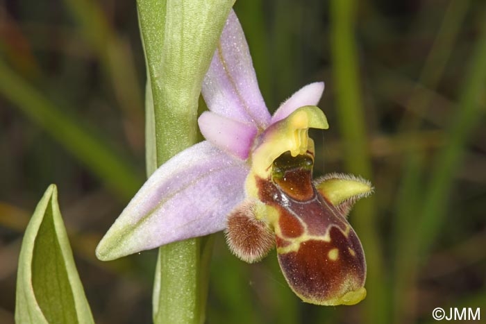 Ophrys scolopax