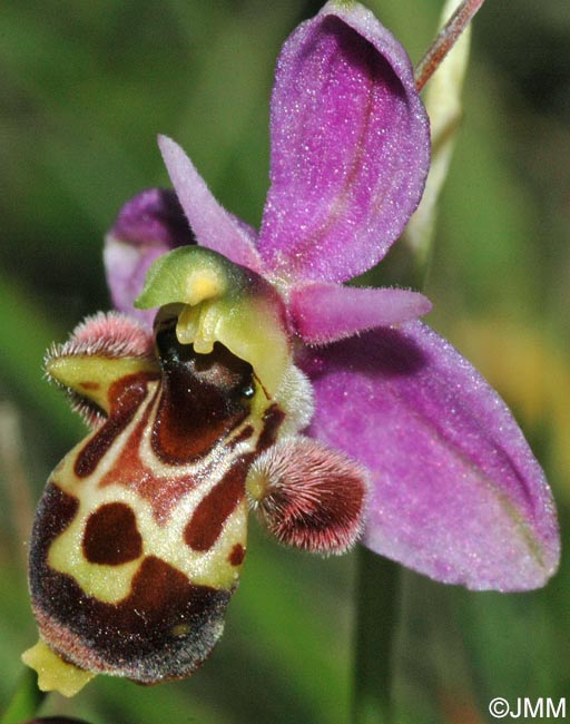 Ophrys scolopax