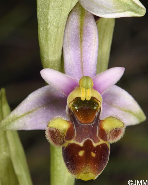 Ophrys scolopax