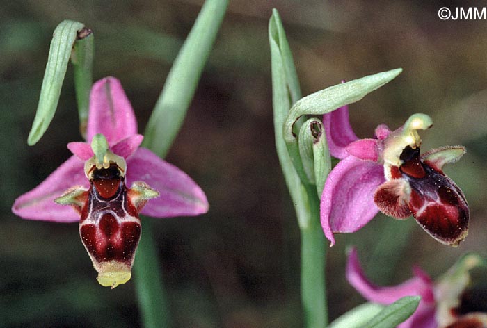 Ophrys scolopax