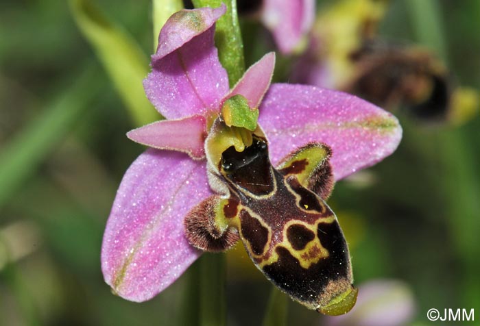 Ophrys scolopax