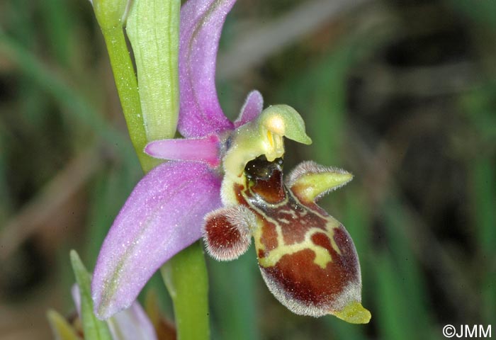 Ophrys scolopax