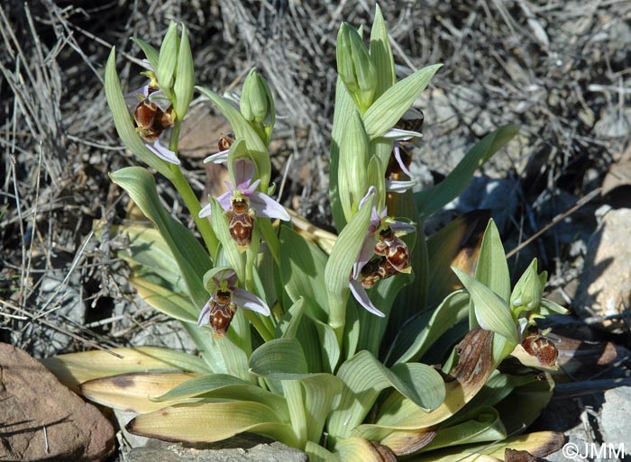 Ophrys scolopax