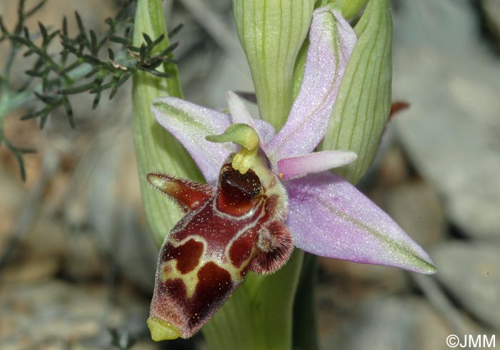 Ophrys scolopax