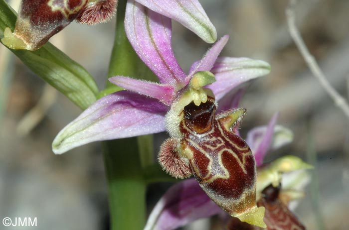 Ophrys scolopax